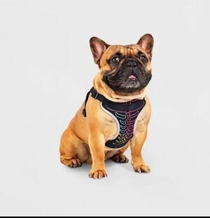 Neon Skeleton Halloween Dog Harness - Medium New